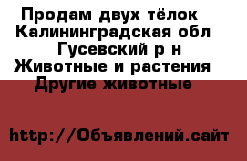 Продам двух тёлок. - Калининградская обл., Гусевский р-н Животные и растения » Другие животные   